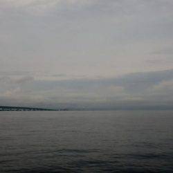 青物調査のはずが・・・