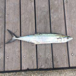 ショアジギング