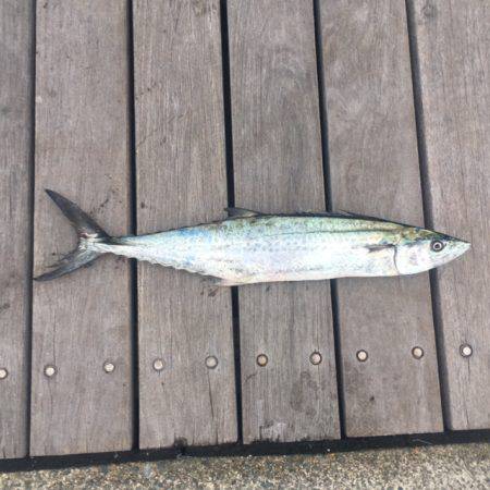 ショアジギング