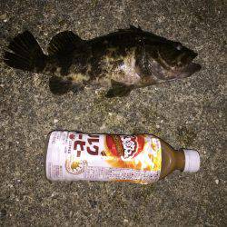 タチウオまだなんでガシラ