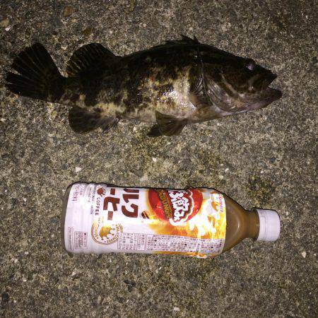 タチウオまだなんでガシラ