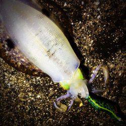 餌木猿唐草模様で爆