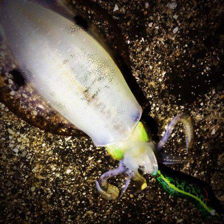 餌木猿唐草模様で爆