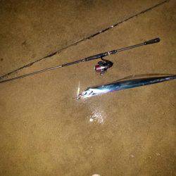 雑賀崎、外向きにてタチウオ