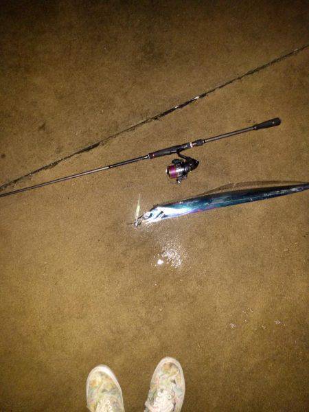 雑賀崎、外向きにてタチウオ