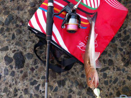 青岸にてタチウオと…