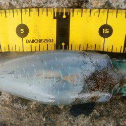 荒れる前にエギング