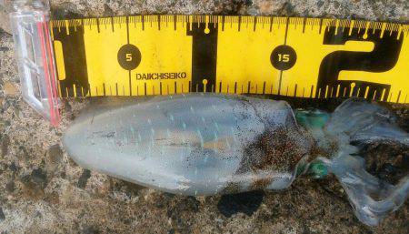 荒れる前にエギング