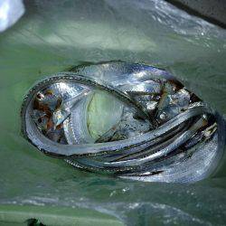 サーベリング！