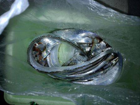 サーベリング！