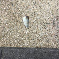 エサ取りはベラ