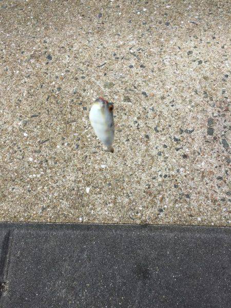 エサ取りはベラ