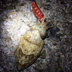 磯歩きでイノシシに遭遇…