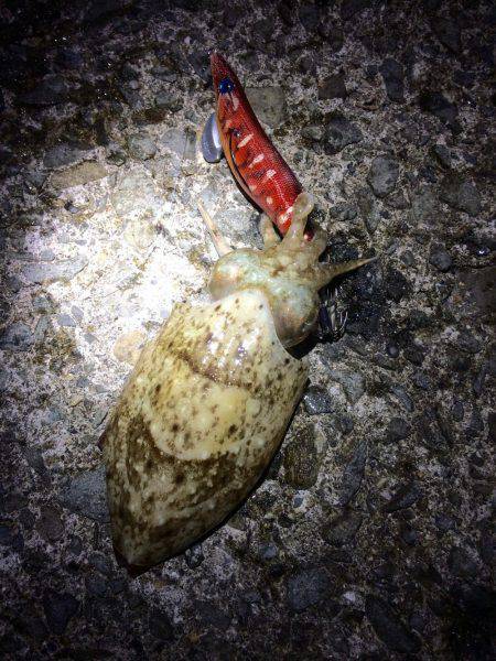 磯歩きでイノシシに遭遇…