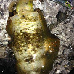 結構釣れました