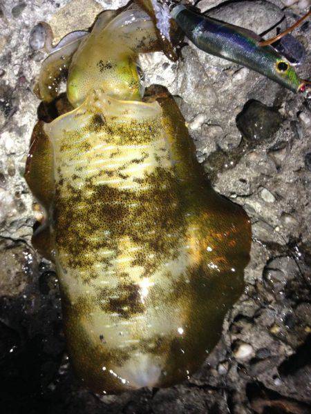 結構釣れました