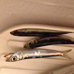 初めて釣った「シログチ」