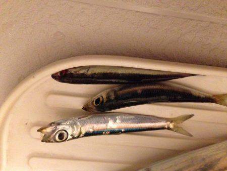 初めて釣った「シログチ」