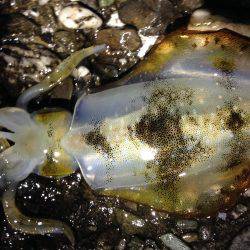 足元で釣れた！