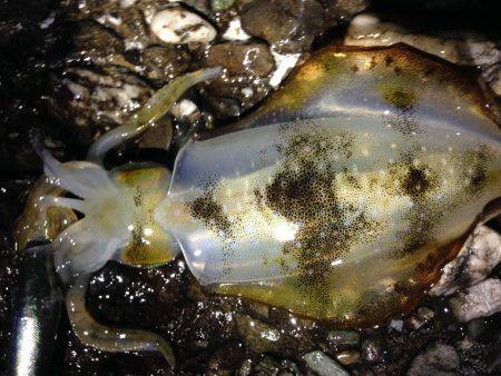 足元で釣れた！