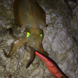 撃沈！秋イカ！