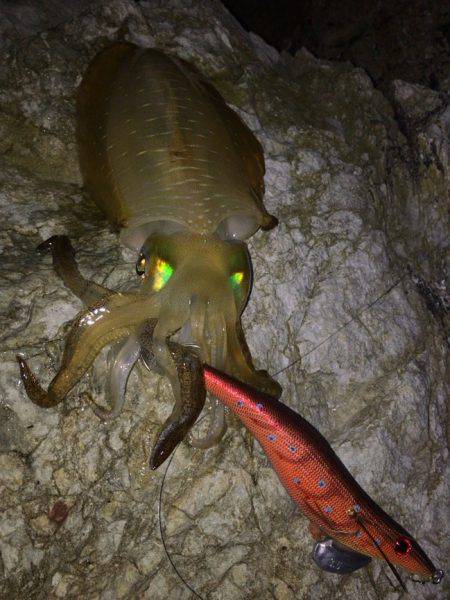 撃沈！秋イカ！