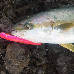 ショアマサ捕獲