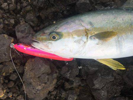 ショアマサ捕獲
