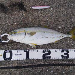 アオリのちツバス