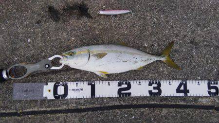 アオリのちツバス