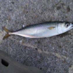 サバ爆釣でした〜！