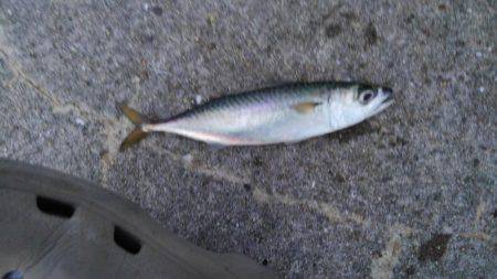 サバ爆釣でした〜！