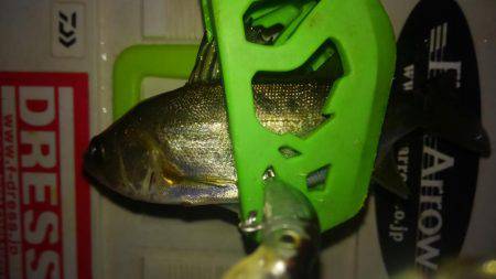 息抜きアジング