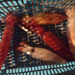 激渋イカメタル