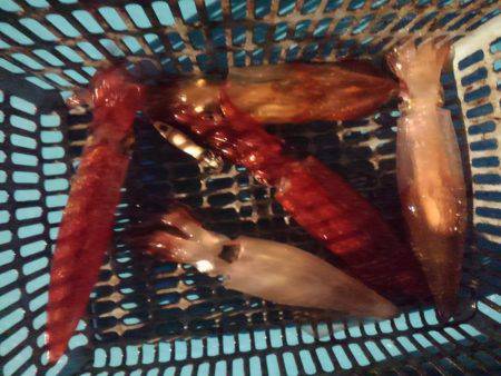 激渋イカメタル