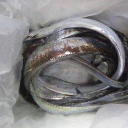 タチウオ浮き釣りへ