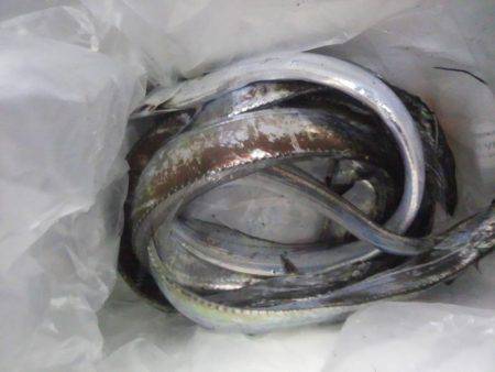 タチウオ浮き釣りへ