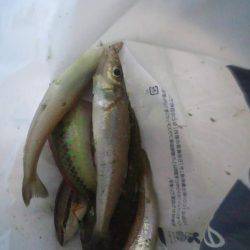 小雨ですが、ちょい投げ