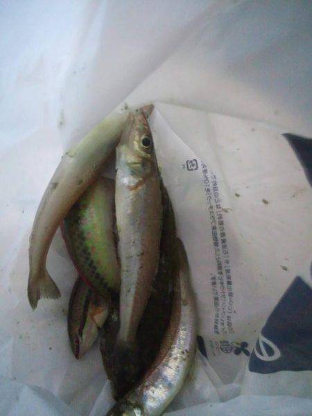 小雨ですが、ちょい投げ