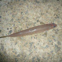 洲本砂場でキス狙い