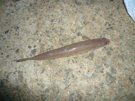 洲本砂場でキス狙い