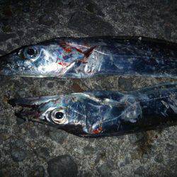 娘とタチウオ釣行