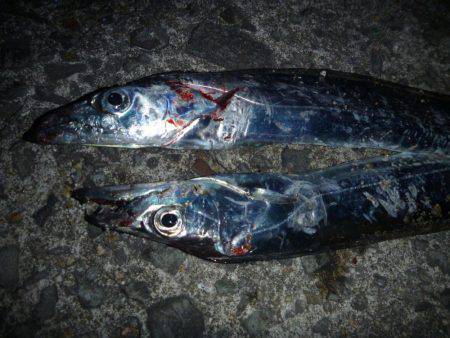 娘とタチウオ釣行