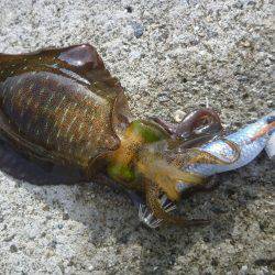 タチウオ＆アオリ