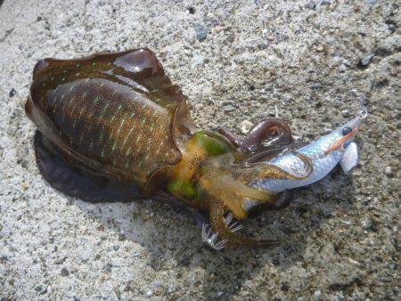 タチウオ＆アオリ