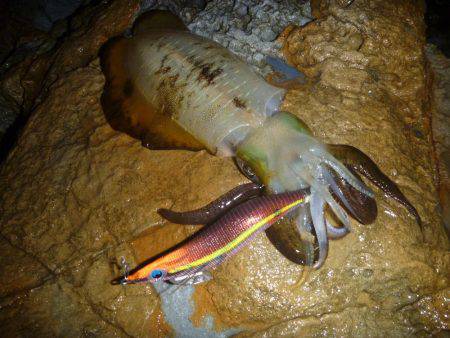 雨の中での釣果