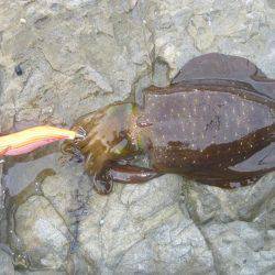 久しぶりの中紀エギング