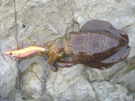 久しぶりの中紀エギング