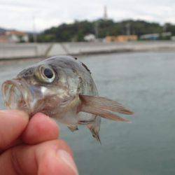 なかなか釣れた