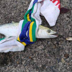 台風後の恩恵！青物ナブラ止まず！